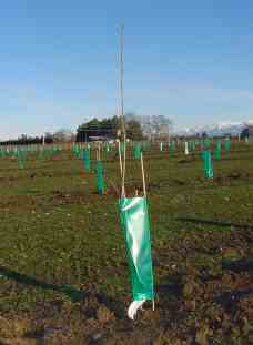 Alexandra pollinator