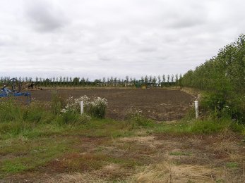 11 February 2007 - second cultivation