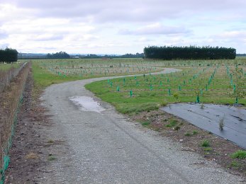 5 June 2005 - all planted.